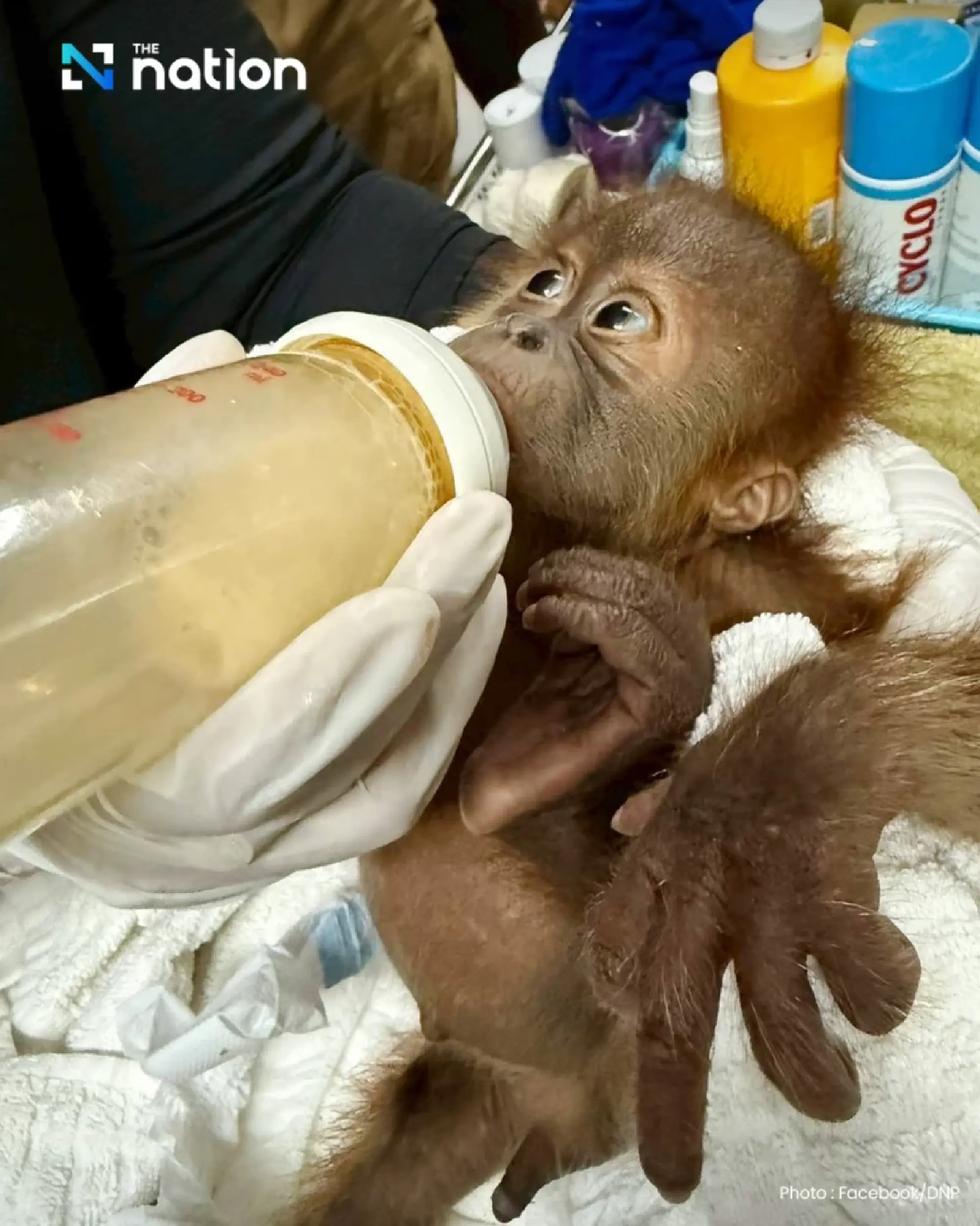 Thailand Gagalkan Perdagangan Dua Bayi Orang Utan, Dijual 149 Juta Per Ekor